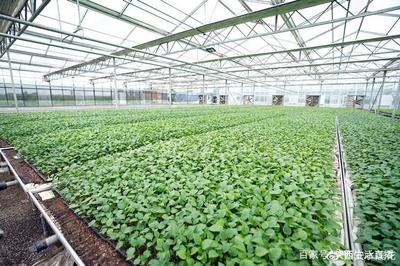 大荔農(nóng)產(chǎn)品產(chǎn)地行 “從農(nóng)田到餐桌”，品質(zhì)看得見