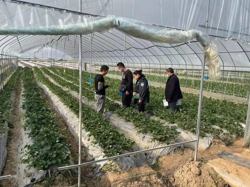 景谷多措并舉，合力保障春節期間農產品質量安全